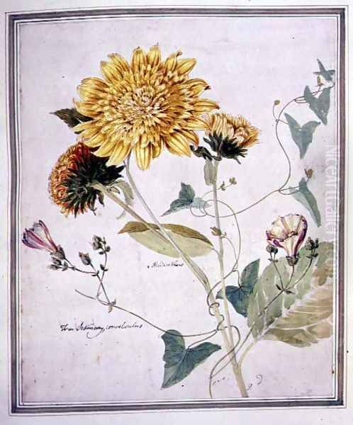 Helianthus and Convolvulus Oil Painting by Thomas Robins