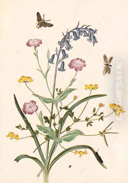 Bluebell and Lychnis with a Hawk moth Oil Painting by Thomas Robins