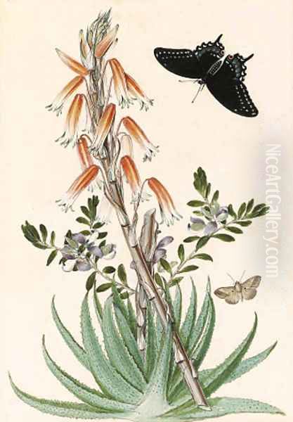 Echeveria setosa with a Swallowtail Oil Painting by Thomas Robins