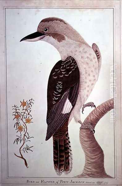 Laughing Kookaburra, from Birds and Flowers of Port Jackson, 1789 Oil Painting by George Raper