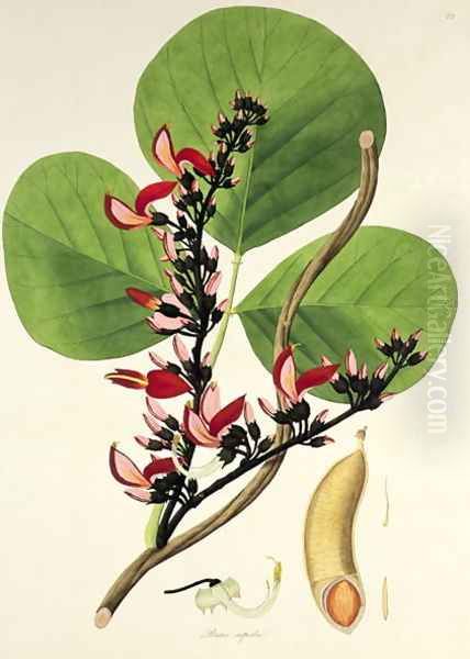 Butea Superba, illustration from Plants of the Coromandel Coast, 1795 Oil Painting by William Roxburgh