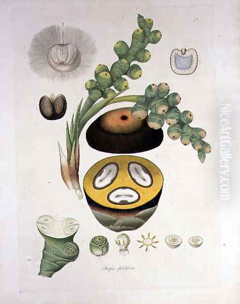 Borassus flabelliformis Palmaira tree illustration from Plants of the Coromandel Coast, 1795 Oil Painting by William Roxburgh