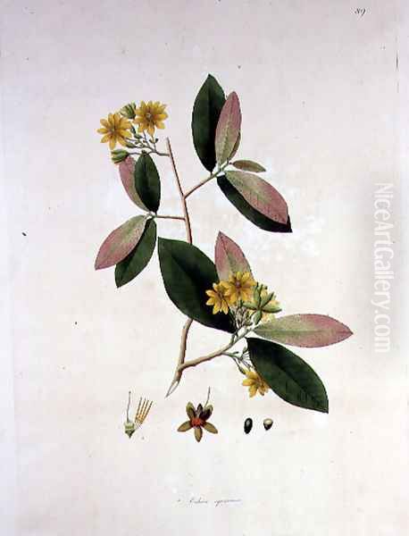 Ochna squarrosa, illustration from The Plants of the Coromandel Coast, 1795 Oil Painting by William Roxburgh