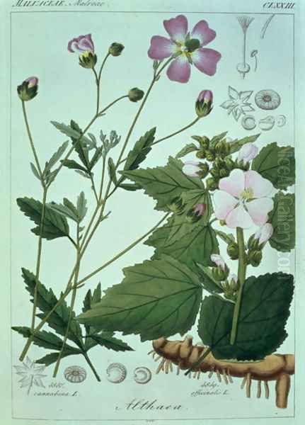 Althaea officinalis Marsh Mallow plate 173, illustration from Icones Florae Germanicae Helveticae..., Tom 5, 1844 Oil Painting by Heinrich Gottlieb Ludwig Reichenbach