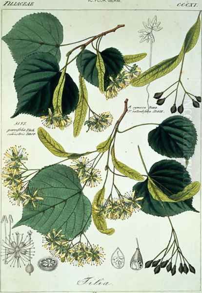 Tilia parvifolia Lime plate 311, illustration from Icones Florae Germanicae Helveticae..., 1844 Oil Painting by Heinrich Gottlieb Ludwig Reichenbach