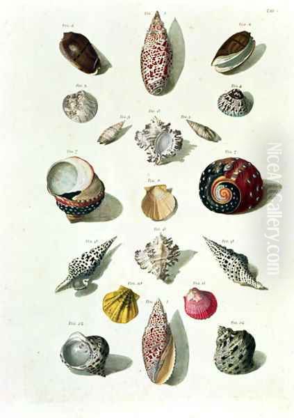 Shells, plate 1 from A Selection of Shells and Crustacea, pub. 1758 Oil Painting by Regenfus, Franz Michael