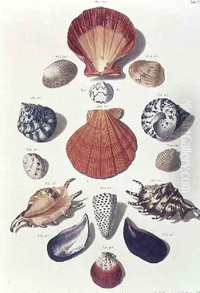 Shells, plate 4 from A Selection of Shells and Crustacea, pub. 1758 Oil Painting by Regenfus, Franz Michael