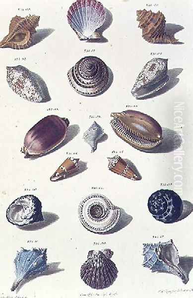 Shells, plate 6 from A Selection of Shells and Crustacea, pub. 1758 Oil Painting by Regenfus, Franz Michael