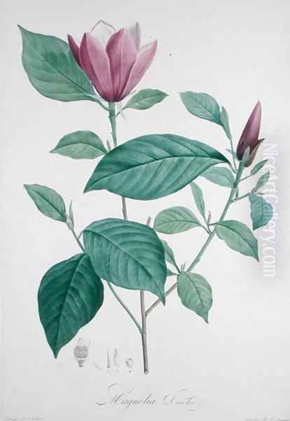 Magnolia discolor, engraved by Legrand Oil Painting by Redoute, Henri Joseph