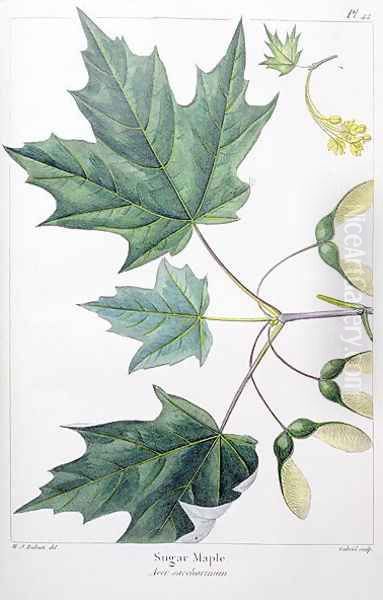 Sugar Maple Oil Painting by Redoute, Henri Joseph