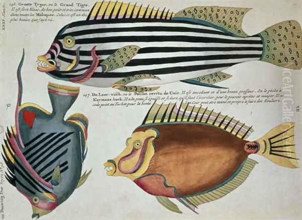 Three Fish, plate 31 from Vol 2 of Fish, Crayfish and Crabs, pub. 1754 Oil Painting by Renard, Louis