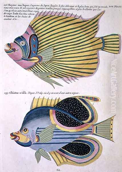 Two Fish, plate 56 from Vol 2 of Fish, Crayfish and Crabs, pub. 1754 Oil Painting by Renard, Louis