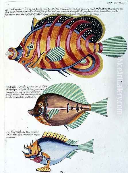 Three Fish, plate 38 from Vol 2 of Fish, Crayfish and Crabs, pub. 1754 Oil Painting by Renard, Louis