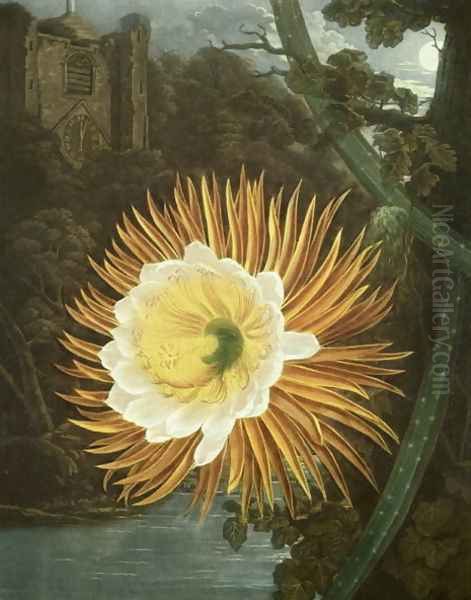 The Night Blowing Cereus or Night-flowering Cactus, engraved by Dunkarton, from The Temple of Flora by Robert Thornton, pub. 1800 Oil Painting by Reinagle, P. & Pether, A.