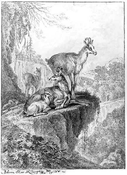 Chamois in a rocky wooded Landscape Oil Painting by Johann Elias Ridinger or Riedinger