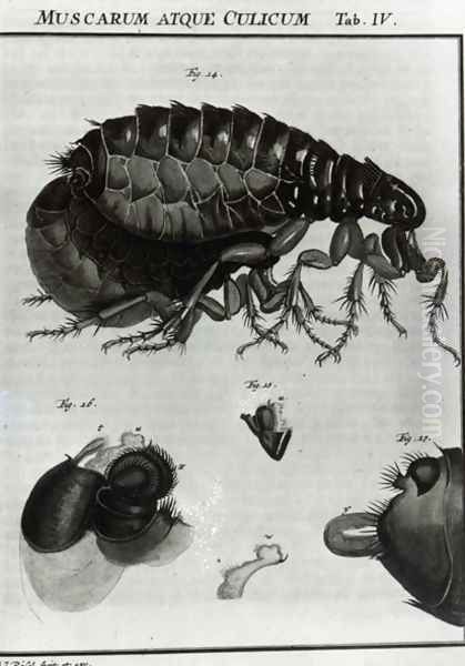 Table IV of Flies and Fleas Oil Painting by Johannes Augustin Rosel von Rosenhof