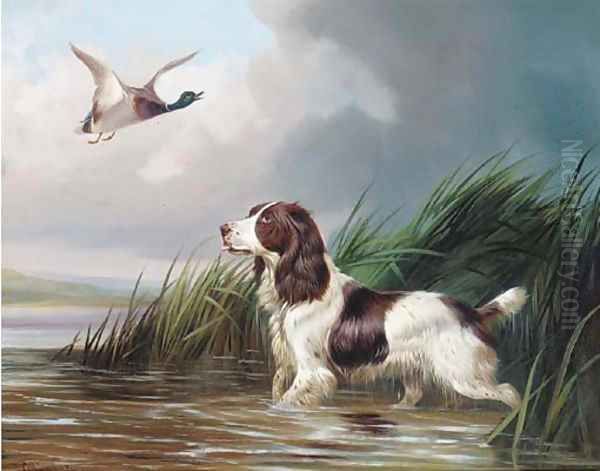 A spaniel putting a mallard up Oil Painting by Colin Graeme Roe