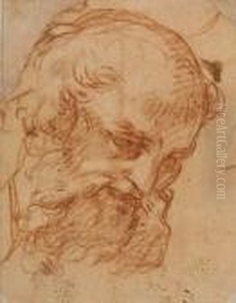 Head Of A Bearded Man Oil Painting by Pietro Da Cortona (Barrettini)