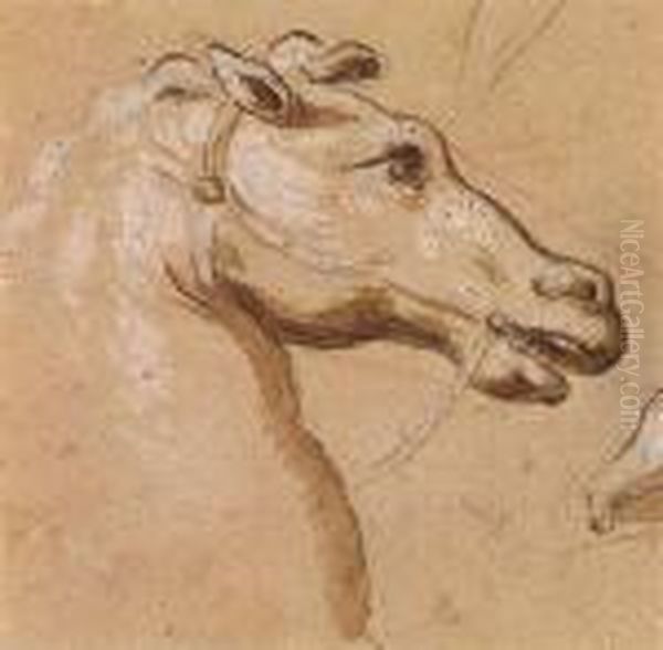 A Head Of A Bridled Horse Facing Right Oil Painting by Domenico Piola