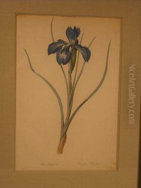 Iris, Planche De La Serie Les Liliacees Oil Painting by Pierre-Joseph Redoute