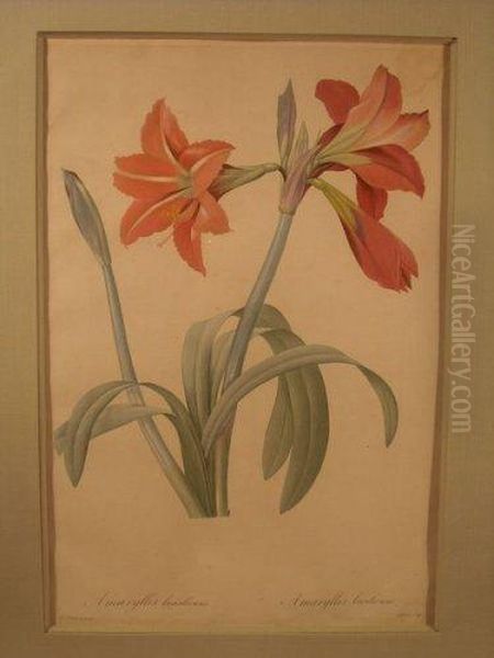 Amaryllis Bresilienne, Planche De La Serie Les Liliacees Oil Painting by Pierre-Joseph Redoute