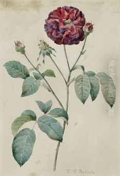 Etude D'une Rose Rouge Oil Painting by Pierre-Joseph Redoute