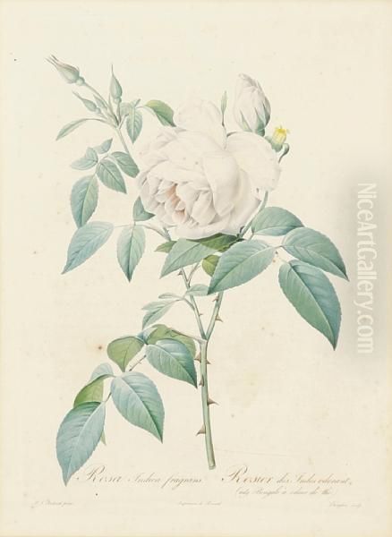 Rosa Pomponia; Rosa Indica, From Lesroses Oil Painting by Pierre-Joseph Redoute