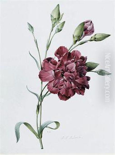 A Carnation Oil Painting by Pierre-Joseph Redoute