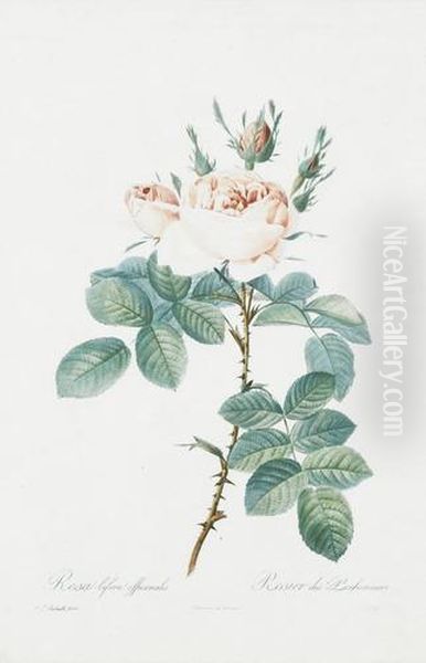 Rosa Bifera Officinalis Oil Painting by Pierre-Joseph Redoute