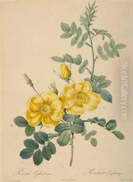 Rosa Eglanteria Oil Painting by Pierre-Joseph Redoute