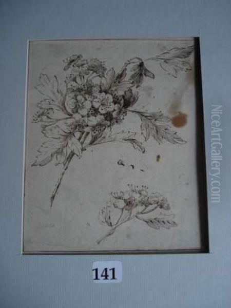 Recto : Jete De Fleurs Oil Painting by Pierre-Joseph Redoute