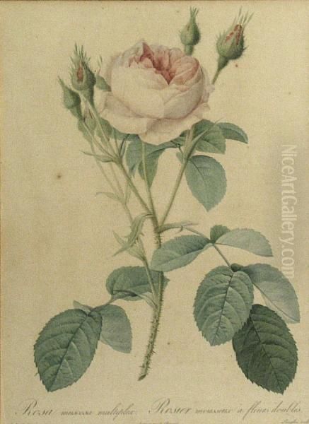 Rosa Alba Foliacea; Rosa Muscosa Multiplex,from Les Roses Oil Painting by Pierre-Joseph Redoute