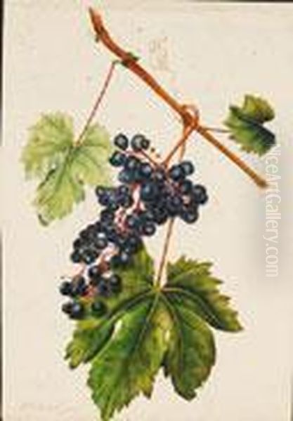 Racimo De Uvas Oil Painting by Pierre-Joseph Redoute