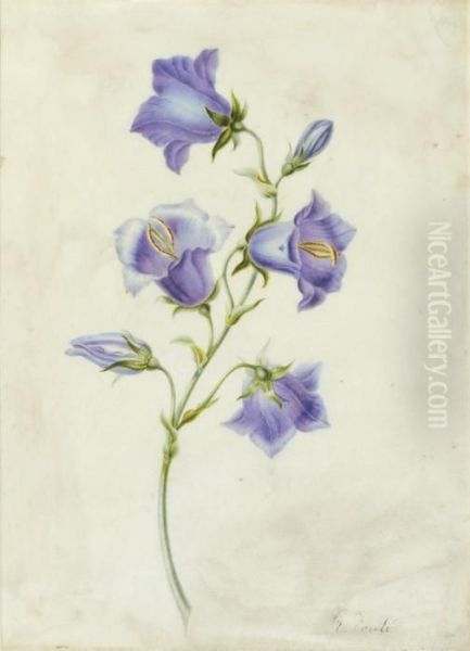 Campanula Carpatica Oil Painting by Pierre-Joseph Redoute