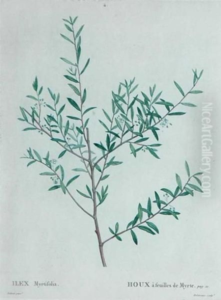 Ilex Myrtifolia Oil Painting by Pierre-Joseph Redoute