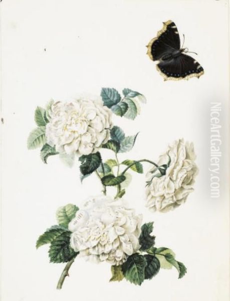 Trois Roses Blanches Et Un Papillon (recto); Esquisse D'unetulipe Jaune (verso) Oil Painting by Pierre-Joseph Redoute