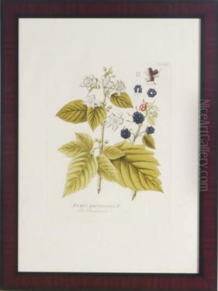 Berries Oil Painting by Pierre-Joseph Redoute