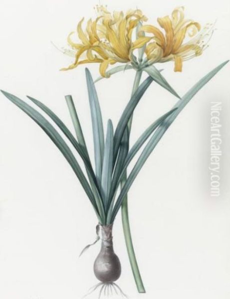 Amaryllis Aurea / Amaryllis Doree Oil Painting by Pierre-Joseph Redoute