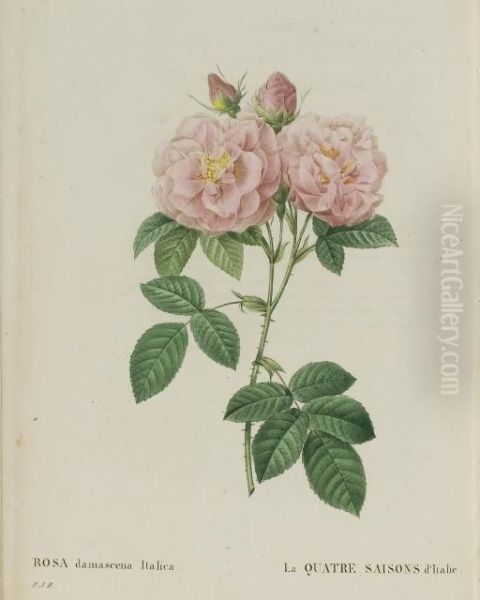 Les Roses Oil Painting by Pierre-Joseph Redoute