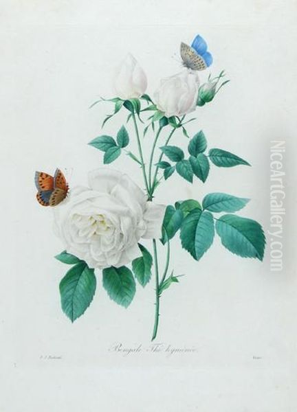 Bengale The Hymenee; Groseiller Rouge; Fleurs De Pommier Oil Painting by Pierre-Joseph Redoute