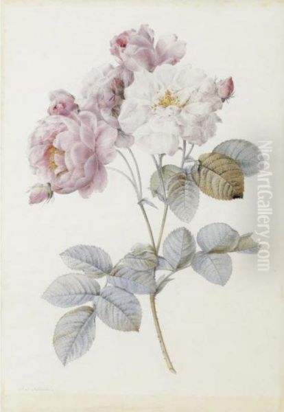 Rosa Damascena (rosa Damascena Miller) Oil Painting by Pierre-Joseph Redoute