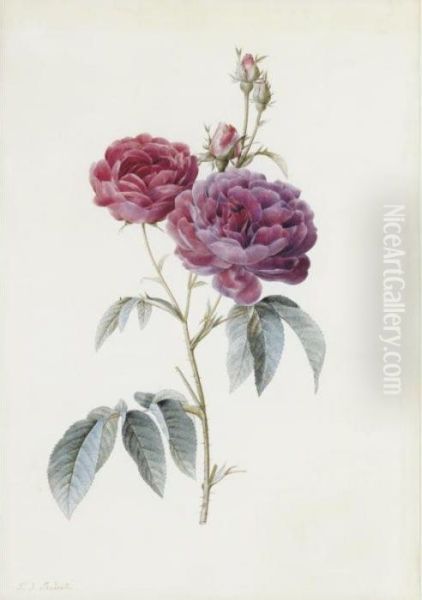 Rosa Gallica (purpuro Violacea-magna) Oil Painting by Pierre-Joseph Redoute