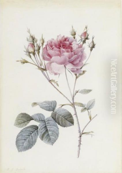 Rosa Centifolia Anglica Rubra Oil Painting by Pierre-Joseph Redoute