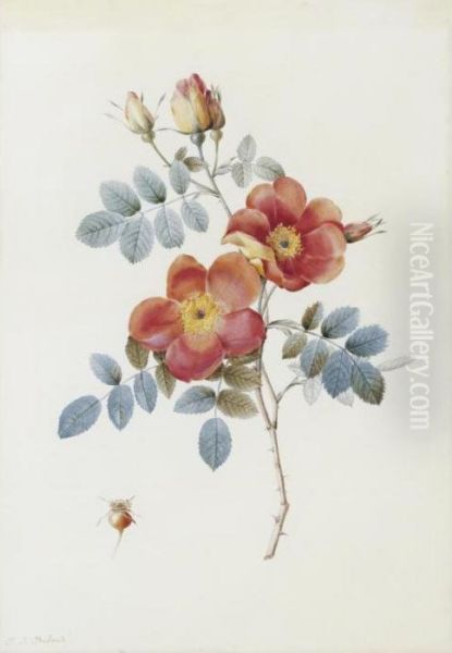 Rosa Eglanteria Var. Punicea Oil Painting by Pierre-Joseph Redoute