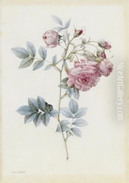 Rosa Rapa Oil Painting by Pierre-Joseph Redoute