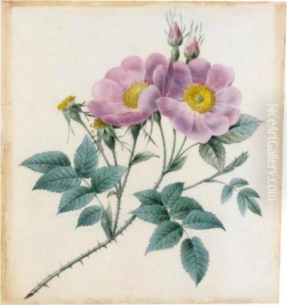 Wild Roses Oil Painting by Pierre-Joseph Redoute