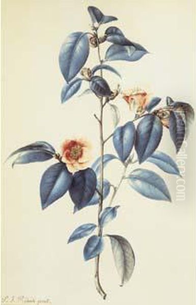 Redoute - Camellia Japonica Oil Painting by Pierre-Joseph Redoute