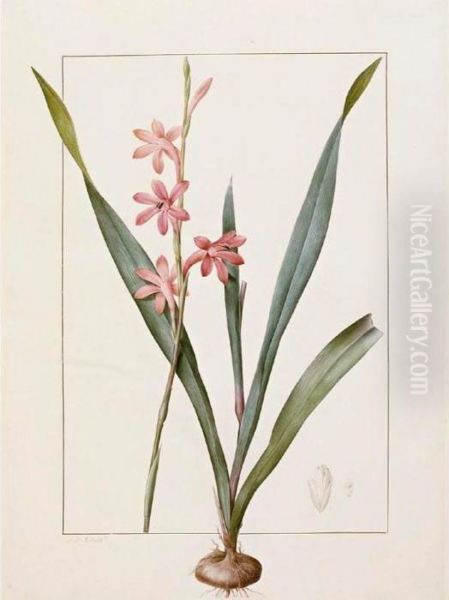 Gladiolus Merianus Oil Painting by Pierre-Joseph Redoute