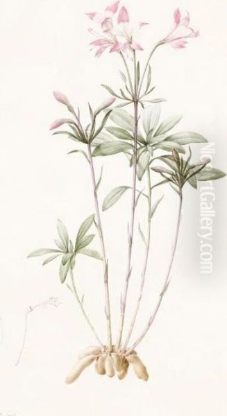 Alstroemeria Ligtu 