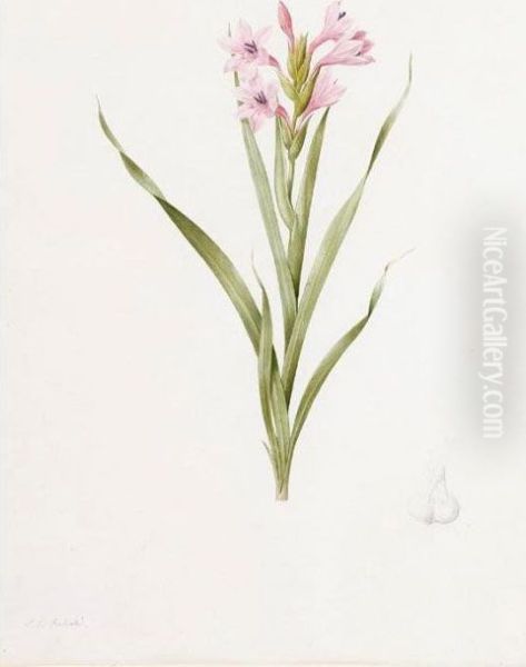 Gladiolus Laccatus Oil Painting by Pierre-Joseph Redoute